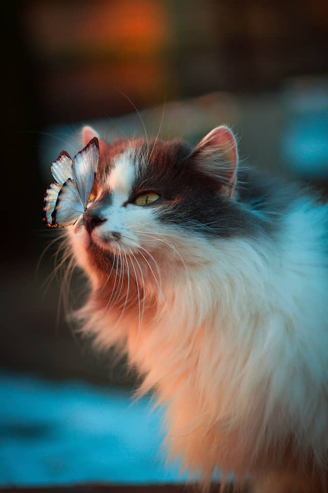 Cat-butterfly-image-recognition-machine-learning