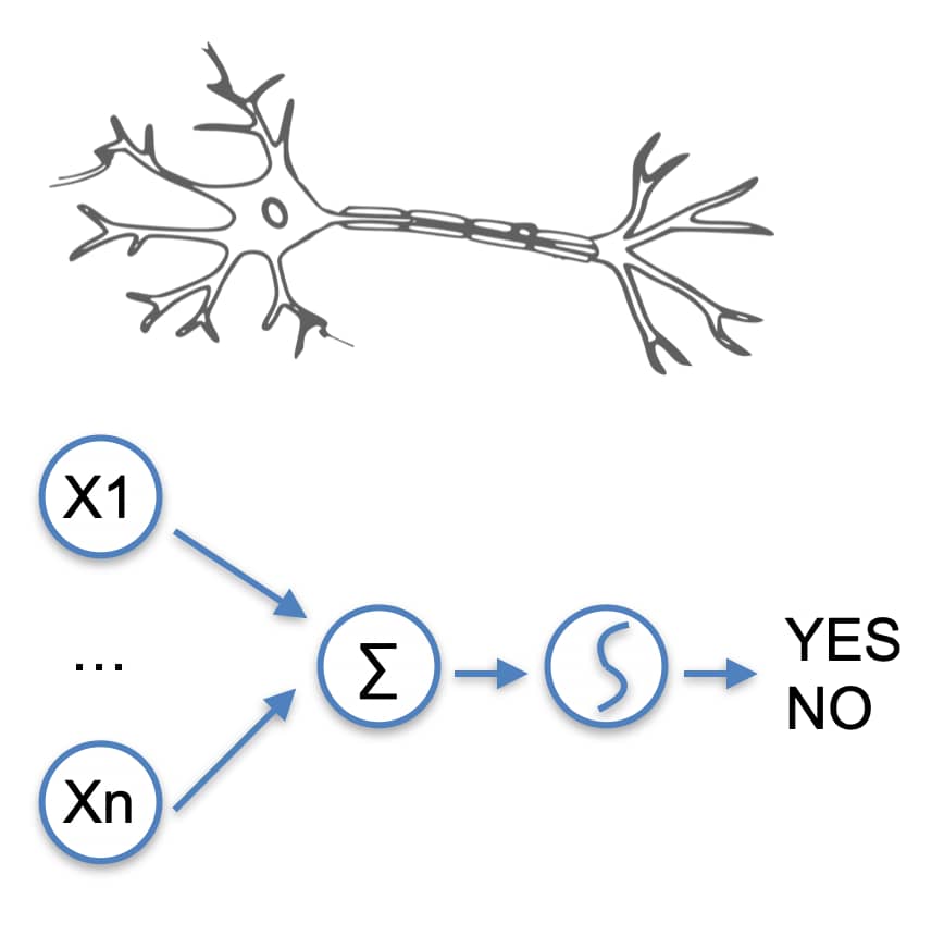 Representation of a human neuron and an artificial neuron